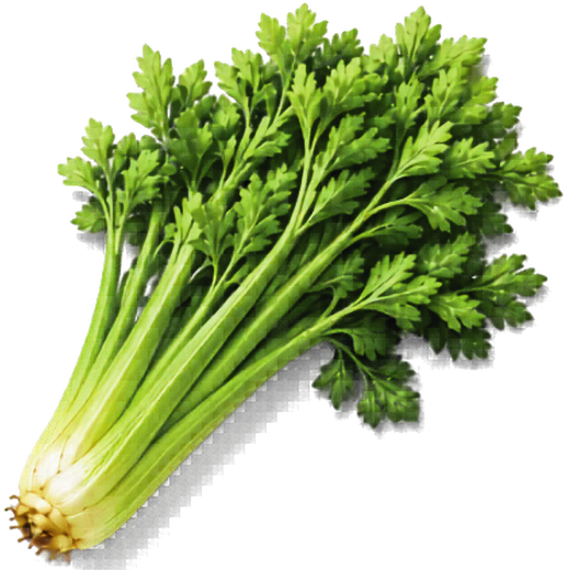 Celery leaves botanical illustration