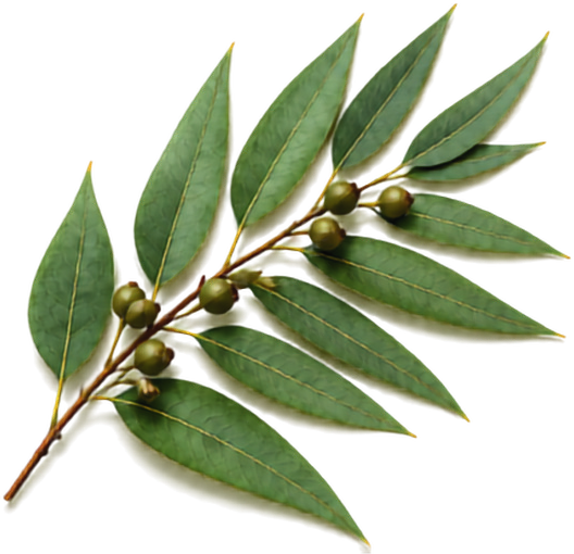 Eucalyptus leaves botanical illustration