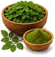 Moringa botanical illustration