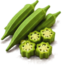 Okra botanical illustration