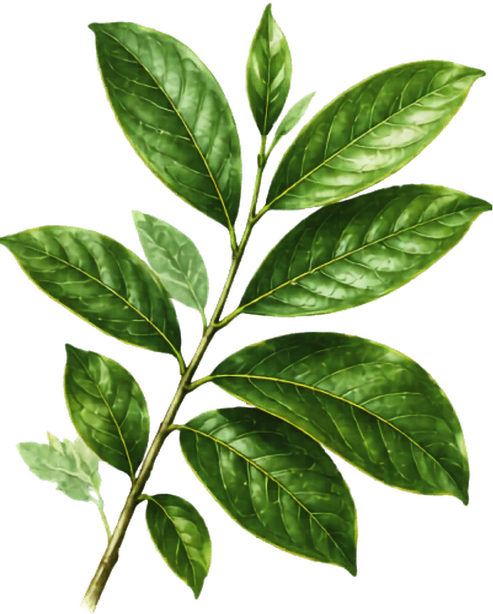 Soursop leaves botanical illustration