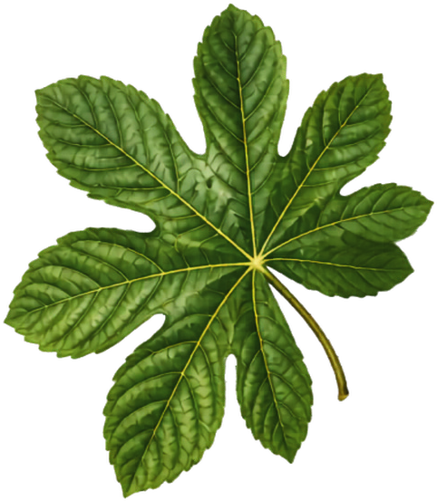 Trumpet tree leaves botanical illustration